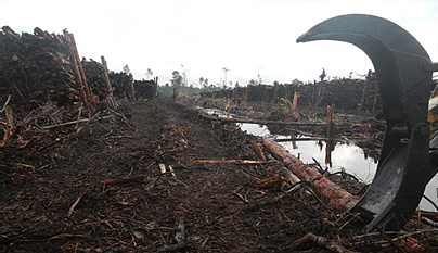 写真提供:WWF インドネシア